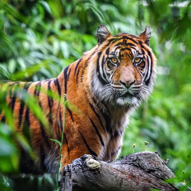 Close-up image of an Sumatran tiger in the jungle