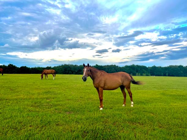 Horses in open pasture Horses grazing in grass field thoroughbred horse stock pictures, royalty-free photos & images