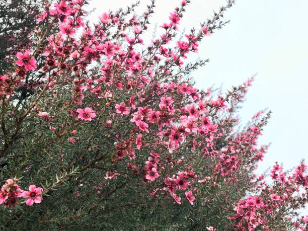 The native New Zealand Manuka bush in bloom with pink flowers.