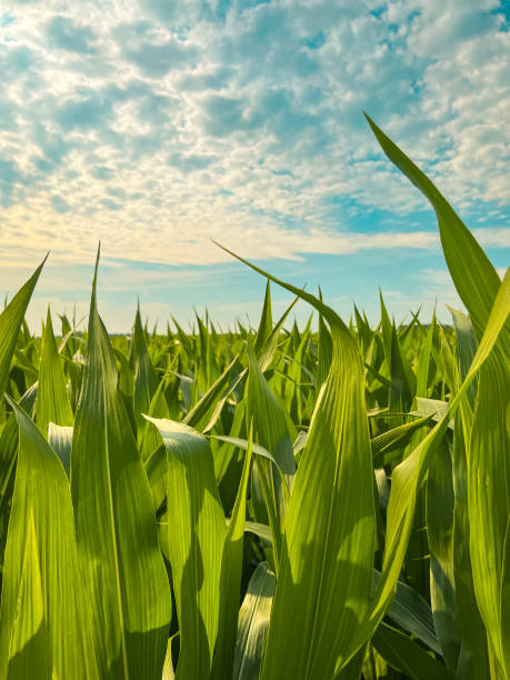 Deep within Rows of Corn Planted in an Agricultural Field