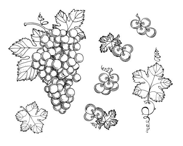 Hand drawn grapes, berries. Leaves and branches. Vines close-up, leaves, berries. Vintage engraving for designer wine. Black and white pictures on a white background. Hand drawn grapes, berries. Leaves and branches. Vines close-up, leaves, berries. Vintage engraving for designer wine. Black and white pictures on a white background vineyard wine frame vine stock illustrations