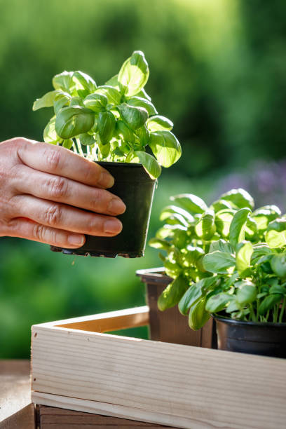 istock Woman holding basil plant in pot 1408300857