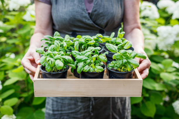istock Femal farmer holding basil herb seedling 1408300875