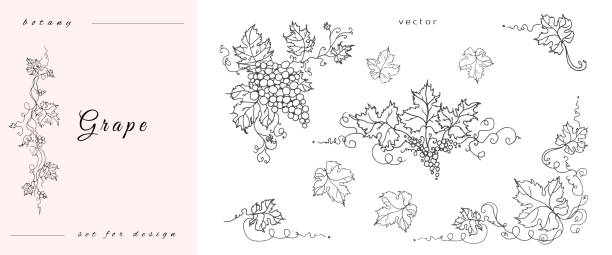 手作りのブドウ、果実。葉と枝の。ブドウのクローズアップ、葉、果実。デザイナーワインのためのヴィンテージ彫刻。白の背景に白黒画像。 - wine abstract drink alcohol点のイラスト素材／クリップアート素材／マンガ素材／アイコン素材