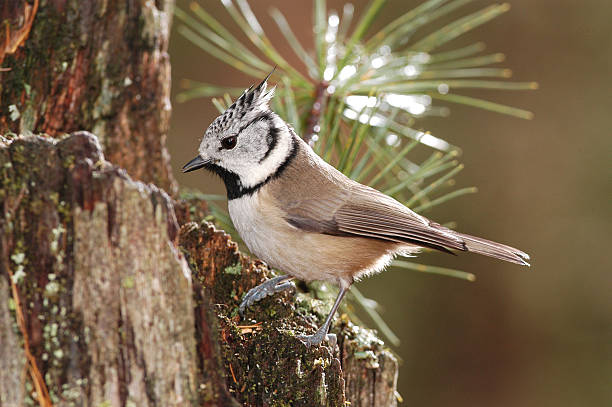 istock Crested tit, Parus cristatus 140830132