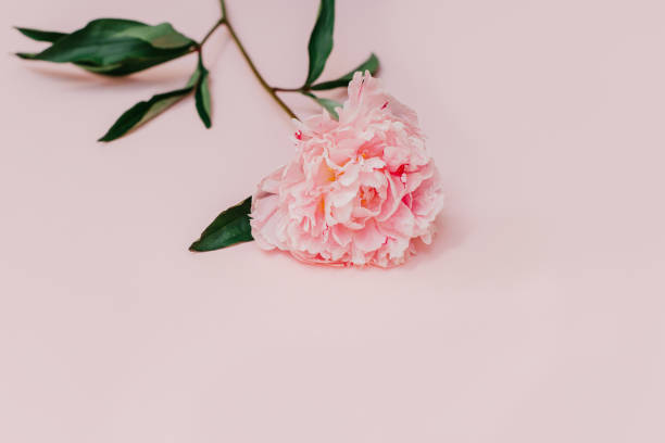 istock Beautiful pink peony on a pink pastel background. 1408301589