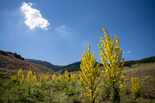 A lot of of blooming yellow flowers on a background sunset