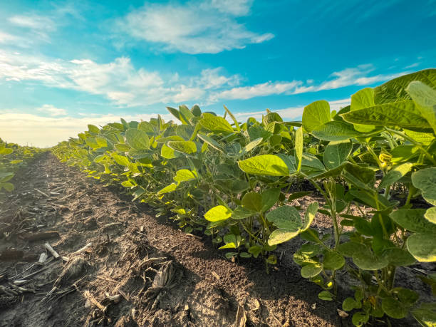 vistas panorámicas de ángulo bajo por la mañana de filas de cultivos de soja plantados dentro de un campo agrícola - picturesque america or the land we live in fotografías e imágenes de stock