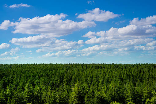 young forest covered with dense trees, under partly cloudy sky