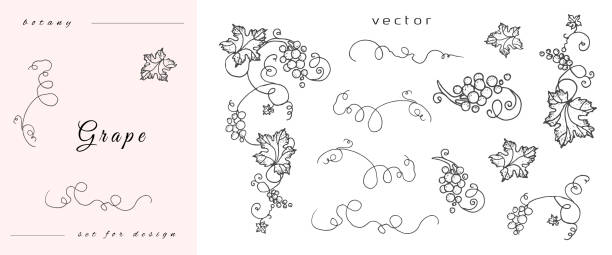 stockillustraties, clipart, cartoons en iconen met handmade grapes, berries from leaves and branches of curls. set of close-up vines, leaves, berries. vintage engraving for designer wine. black and white pictures on a white background. - klimplant