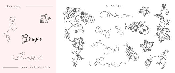 ilustrações de stock, clip art, desenhos animados e ícones de handmade grapes, berries from leaves and branches of curls. set of close-up vines, leaves, berries. vintage engraving for designer wine. black and white pictures on a white background. - uvas