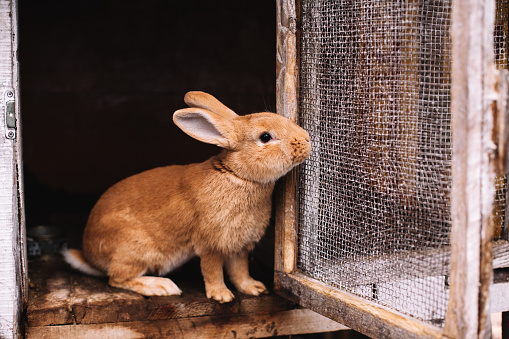 Cute rabbit sitting in cage