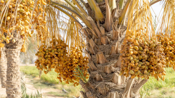 istock Date palm branches with ripe dates. Saudi arabian dates farm. 1408304706