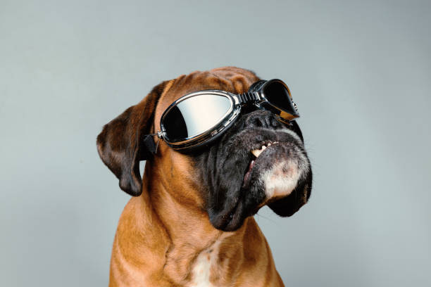 perro con elegantes googles retro sobre fondo gris. - boxer perro fotografías e imágenes de stock