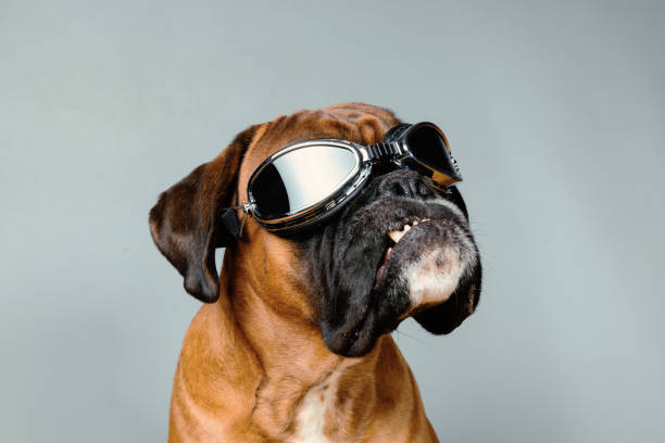 Dog with fancy retro googles on grey background. Boxer dog wearing retro googles. boxer dog stock pictures, royalty-free photos & images