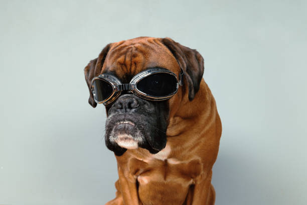 istock Dog with fancy retro googles on grey background. 1408305329