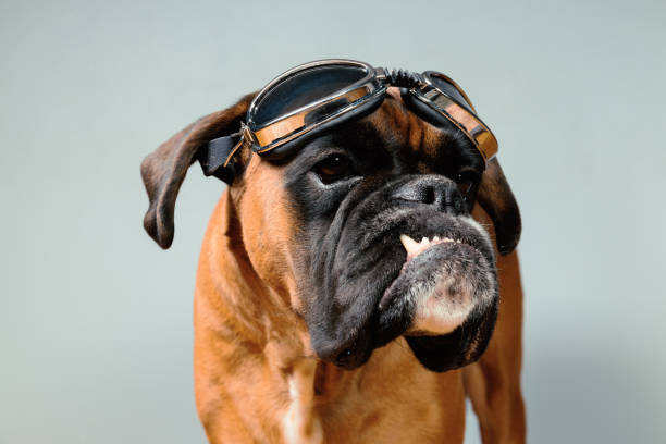 istock Dog with fancy retro googles on grey background. 1408305957