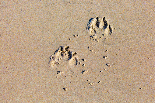Dog footprints in the sand of an Oregon beach, horizontal
