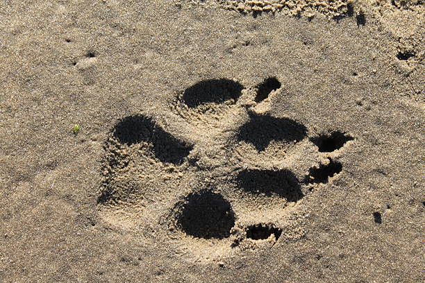 istock Dog's track in the Sand 140830714