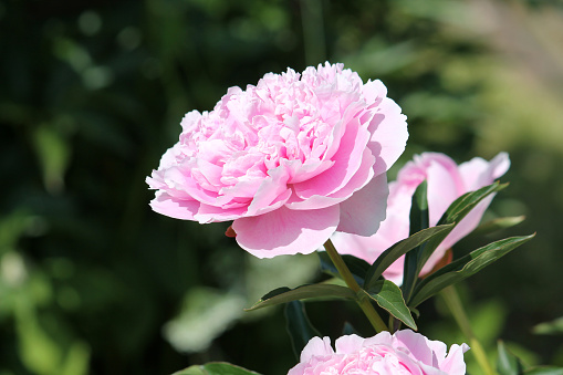 Pink double flower of Paeonia lactiflora (cultivar Sarah Bernhardt) close-up. Flowering peony plant in summer garden