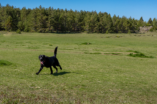 Black playful labrador retriever dog running in grass in the mountains.