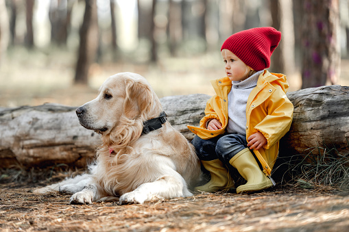 Little girl child with golden retriever dog sitting on the ground close to log and looking back in autumn forest. Female kid and doggie pet portrait at nature