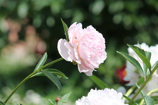Pink peony, horizontal, against green foliage in a meadow