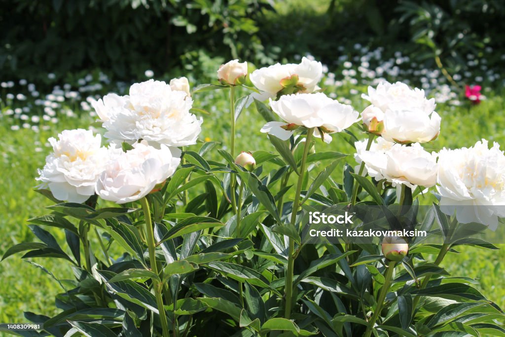 White double flowers of Paeonia lactiflora (cultivar Mercedes). Flowering peony plant in summer garden Blossom Stock Photo