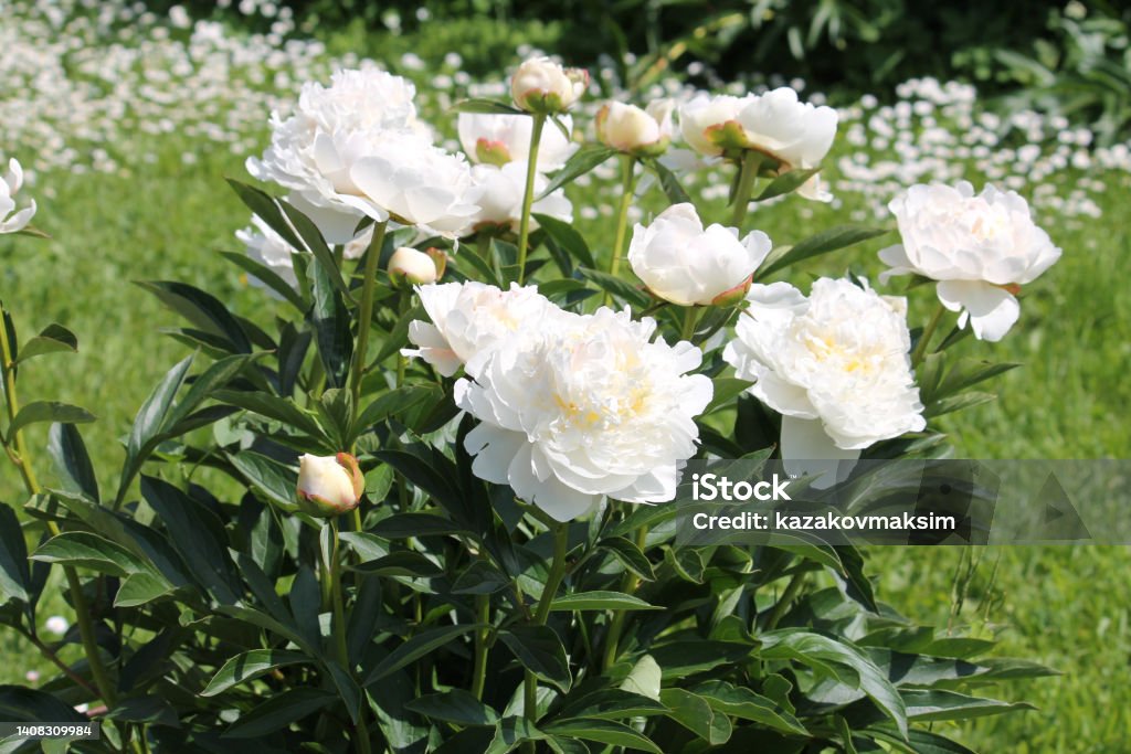 White double flowers of Paeonia lactiflora (cultivar Mercedes). Flowering peony plant in summer garden Blossom Stock Photo