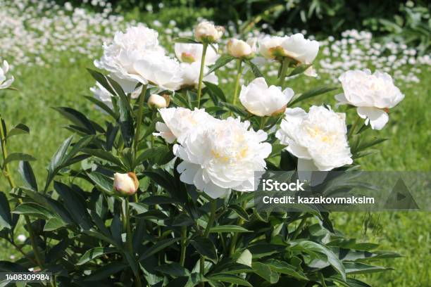 White Double Flowers Of Paeonia Lactiflora Flowering Peony Plant In Summer Garden Stock Photo - Download Image Now