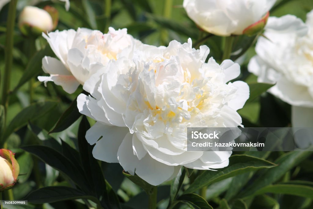 White double flower of Paeonia lactiflora (cultivar Mercedes) close-up. Flowering peony plant in summer garden Blossom Stock Photo