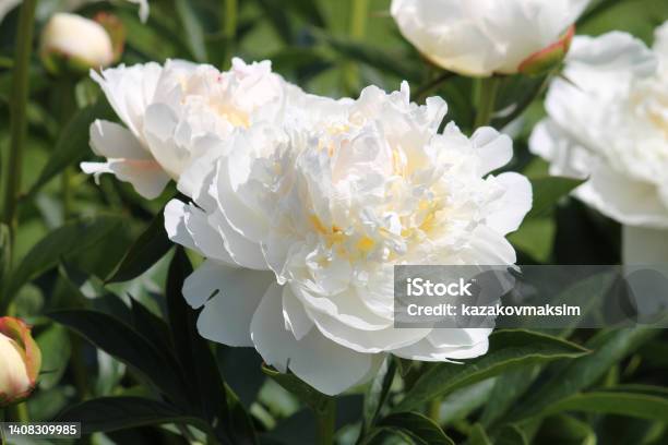 White Double Flower Of Paeonia Lactiflora Closeup Flowering Peony Plant In Summer Garden Stock Photo - Download Image Now