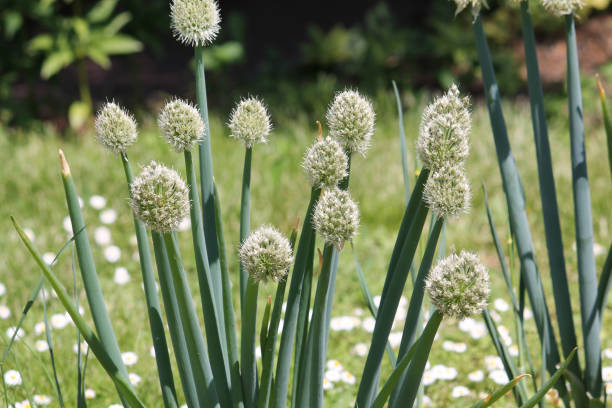 istock Flowering Welsh onion (Allium fistulosum) plants in summer garden 1408310241