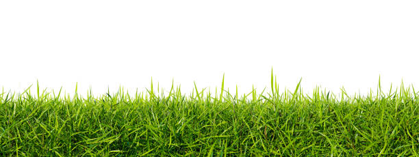 istock Green grass lawn isolated on a white background. Perfectly smooth lawn close-up, 3d render 1408311635