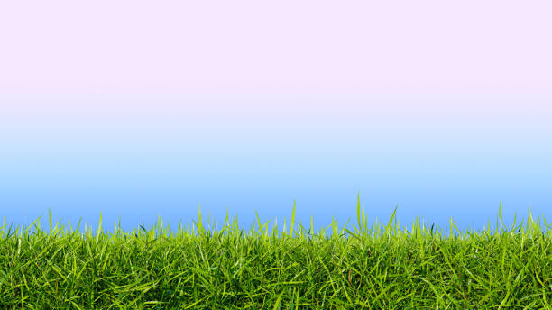 istock Green grass lawn on a blue background.  Lawn close-up, 3d render. 1408311739