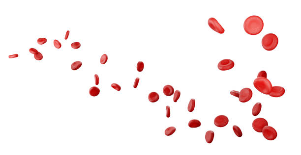 Blood cells isolated on a white background. Blood cells in a vein, 3d render. Concept of medicine or microbiology. Blood cells isolated on a white background. Blood cells in a vein, 3d render. Concept of medicine or microbiology blood cell stock pictures, royalty-free photos & images