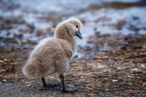 Close-up of a baby Black Swan