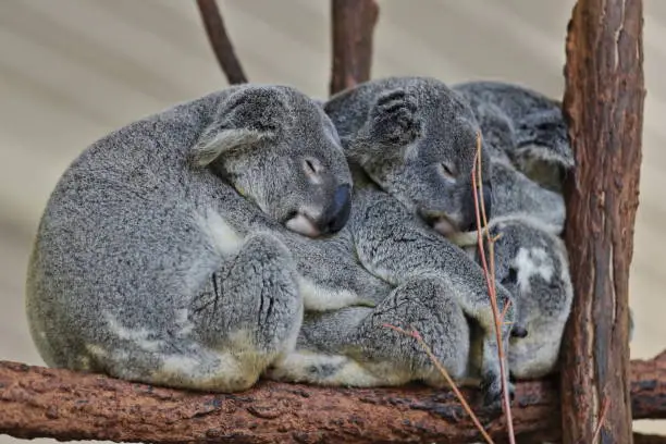 Photo of Three small gray fur koalas sleeping-branches of eucalyptus trees. Brisbane-Australia-058