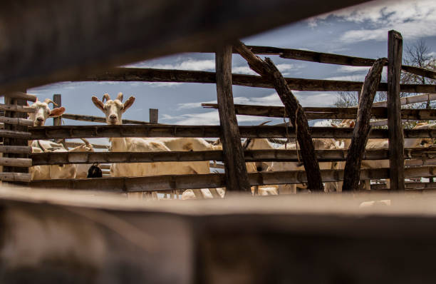 Tatacoa desert Tatacoa desert goat pen stock pictures, royalty-free photos & images