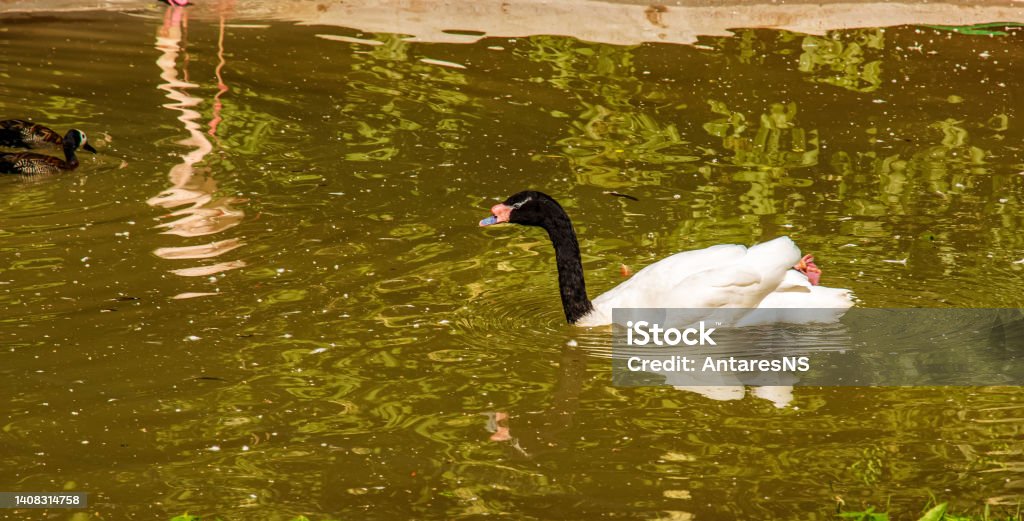 A graceful white swan with a black neck swims in a pond in Bojnice, Slovakia. Animal Stock Photo