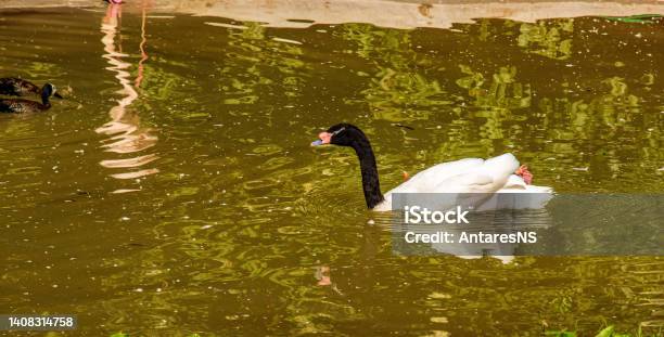A Graceful White Swan With A Black Neck Swims In A Pond In Bojnice Slovakia Stock Photo - Download Image Now