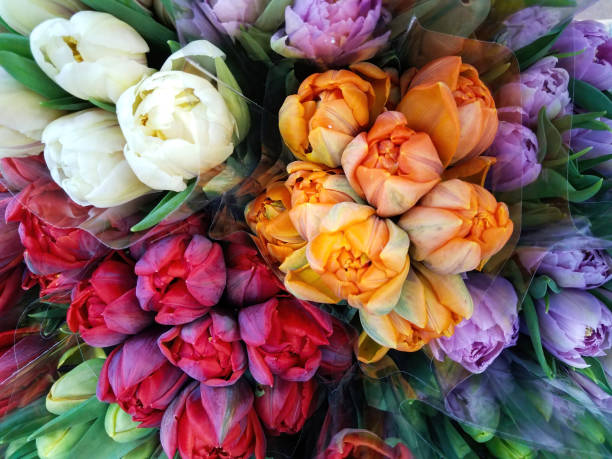 istock Background Of Color Tulips 1408314858