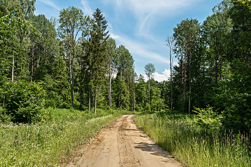 Sandy road with a right turn in a green forest. The side of the country road is overgrown with dense grass and trees. Summer sunny day in the forest. Nature landscape background
