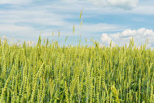 Growing and maturing wheat field. View on fresh ears of young green yellow wheat close-up on a blue sky with clouds background. Selective focus