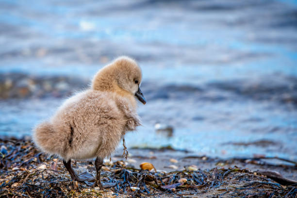 istock Black Swan Cygnet 1408315019