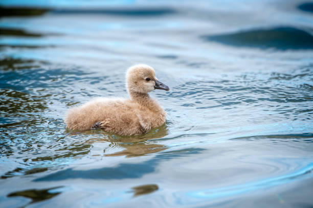 istock Black Swan Cygnet 1408315170