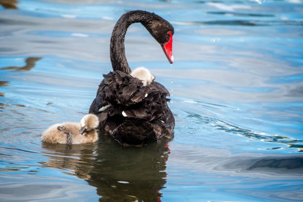 A black swan glides smoothly across clear, turquoise water in a calm lake setting, showcasing its elegant features and vibrant red beak during the afternoon.