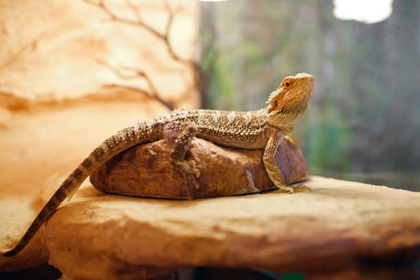 istock sand lizard in a terrarium, pet life at home, exotic reptile 1408316445