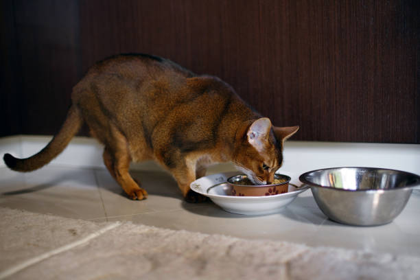 istock Beautiful domestic cat eats cat food from his bowl 1408316516