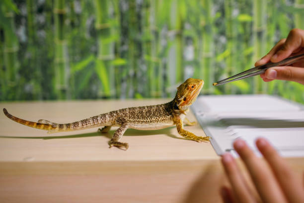 The owner feeds the lizard with special food with tweezers, cares for reptiles at home The owner feeds the lizard with special food with tweezers, looks after reptiles at home, an amphibian living in a terrarium, a modern dragon, a place for text lizard eating stock pictures, royalty-free photos & images
